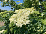 Elderberry mead from Upper Austria (limited quantity)